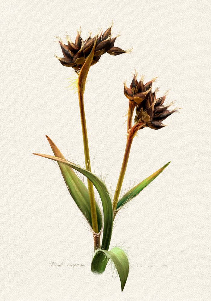 Detaillierte Botanische Studie von Juan Hernaz