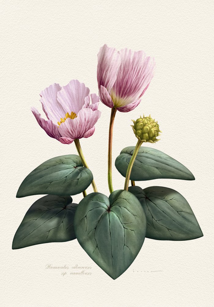 Elegante Rosa Botanische Blumen von Juan Hernaz