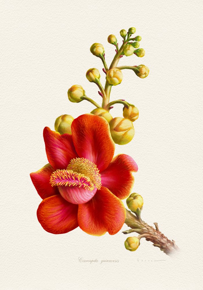 Lebhafte Kanonenkugelflower von Juan Hernaz