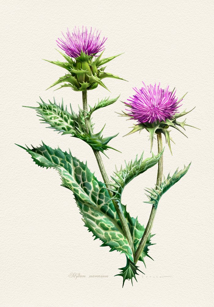 Lebendige Distel-Botanische von Juan Hernaz