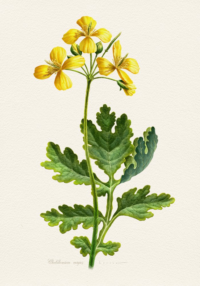Vintage Schöllkraut Botanisch von Juan Hernaz