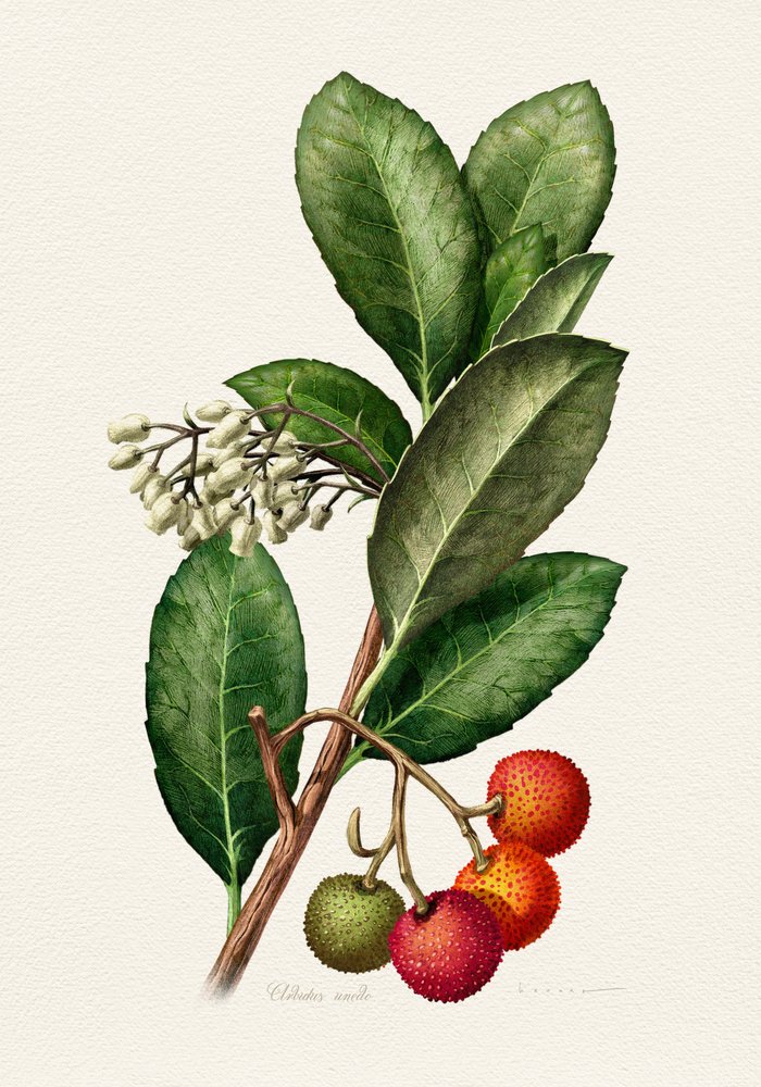 Vintage Erdbeerbaum von Juan Hernaz