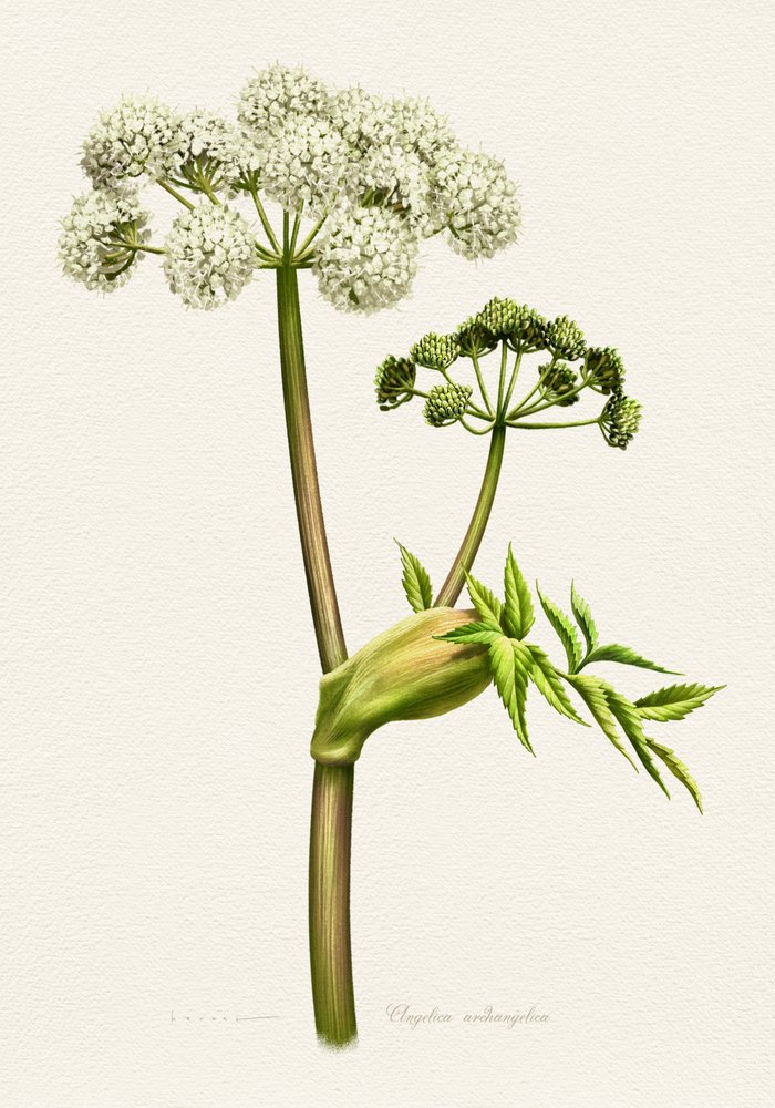 Weiße Angelika botanische Illustration von Juan Hernaz