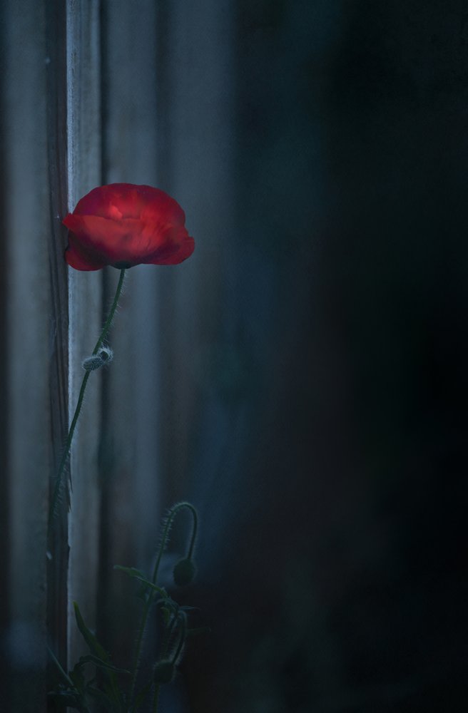Stimmungsvolle rote Mohnblüte von Judy Tseng