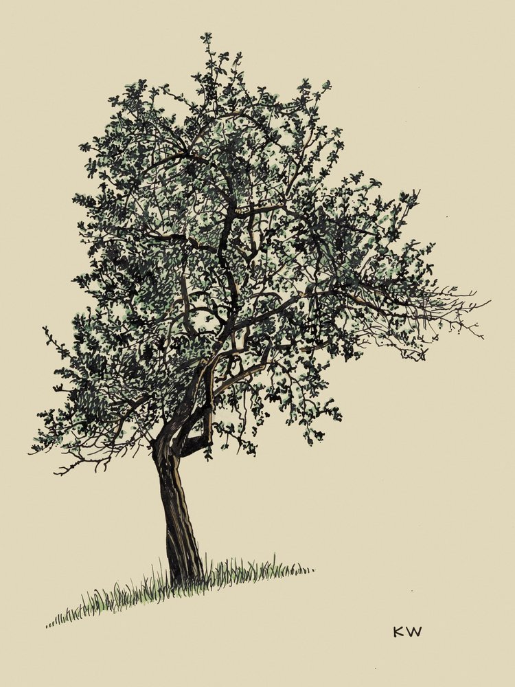 Laubbaum 1924 von Karl Wiener