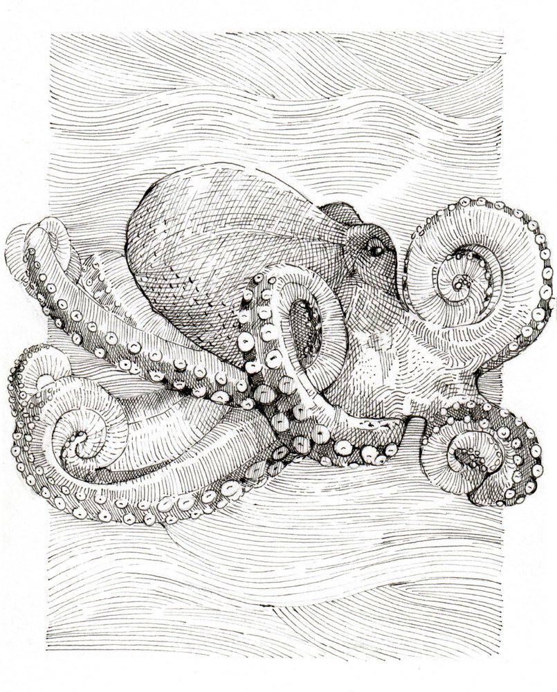 Schwarz-weiße Linienzeichnung eines Oktopus von Katie O'Shea