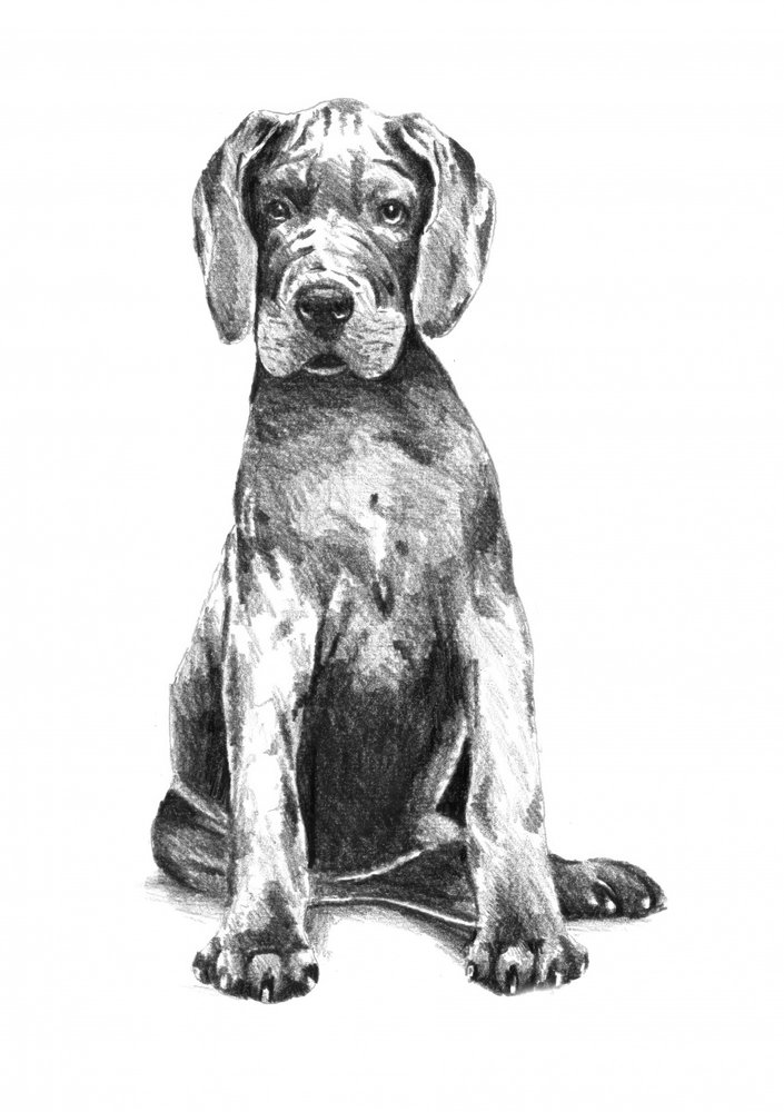 Niedlicher Deutsche Dogge Welpe von Kulik