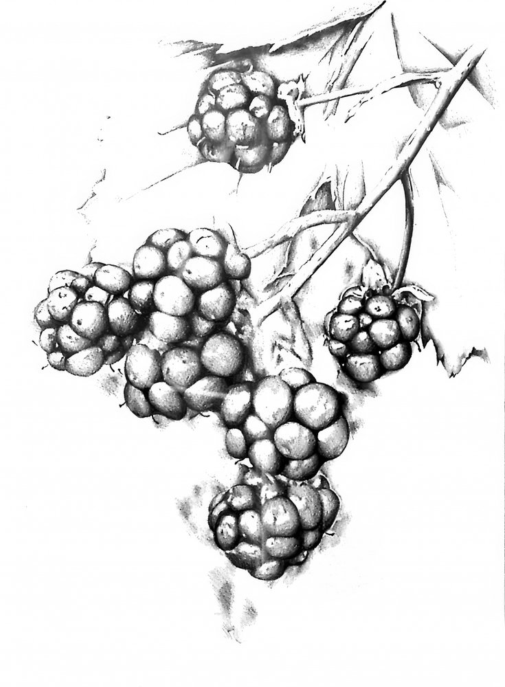 Botanische Beerenzeichnung von Kulik