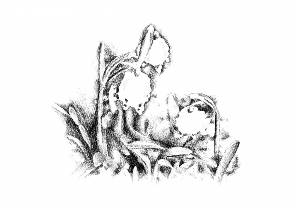 Zarte Frühlingsblüten von Kulik