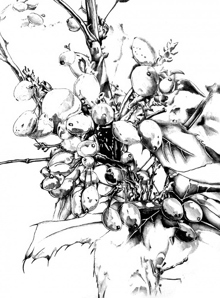 Detaillierte Winterbeeren von Kulik