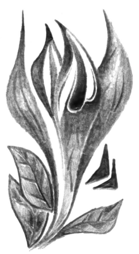 Elegante botanische Skizze von Kulik
