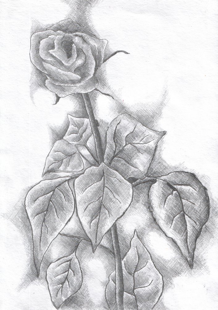 Elegante Rosenskizze von Kulik