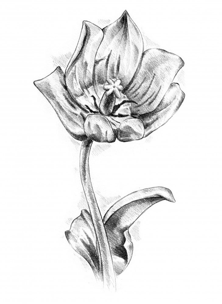 Elegante Tulpenzeichnung von Kulik