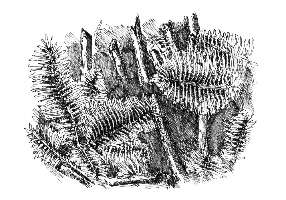 Waldbodenfarne von Kulik