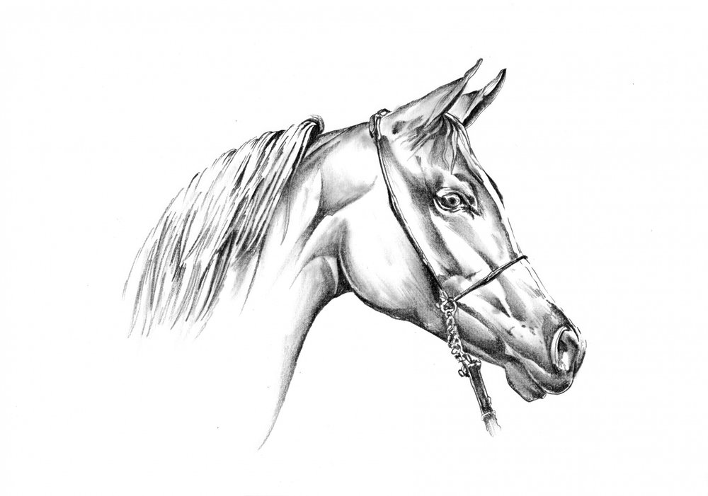 Majestätisches arabisches Pferd von Kulik