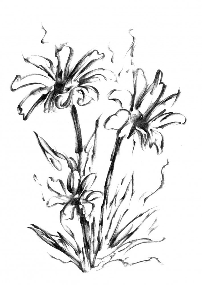 Monochrome Blumenskizze von Kulik