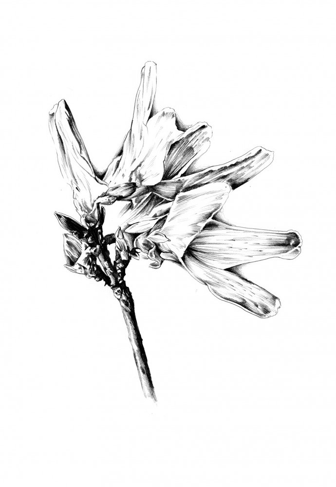 Monochrome Blumen-Skizze von Kulik
