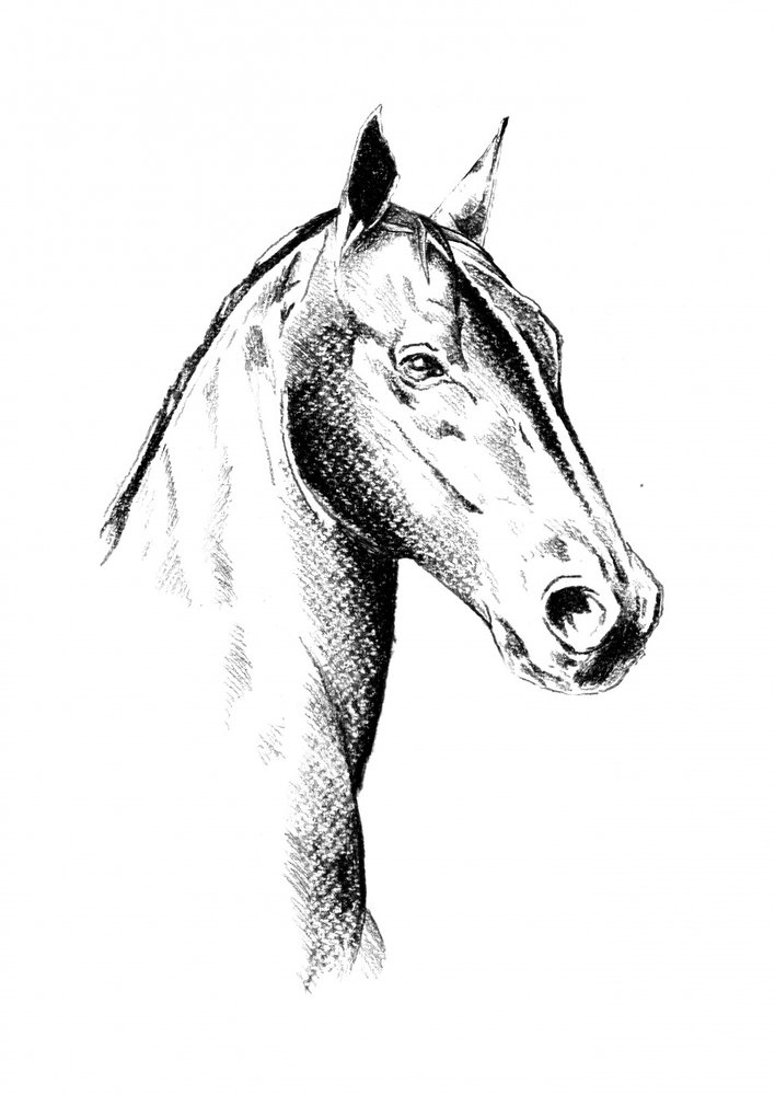 Edles Pferdeprofil von Kulik
