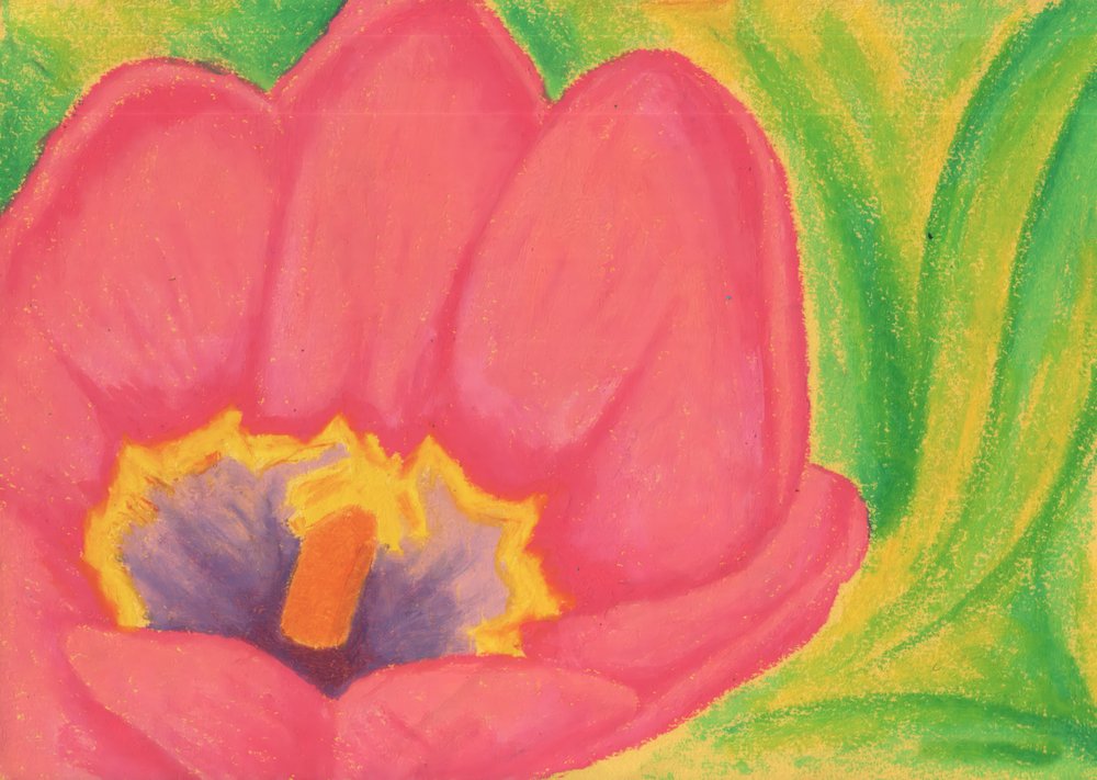 Rosa Tulpenblüte von Kulik