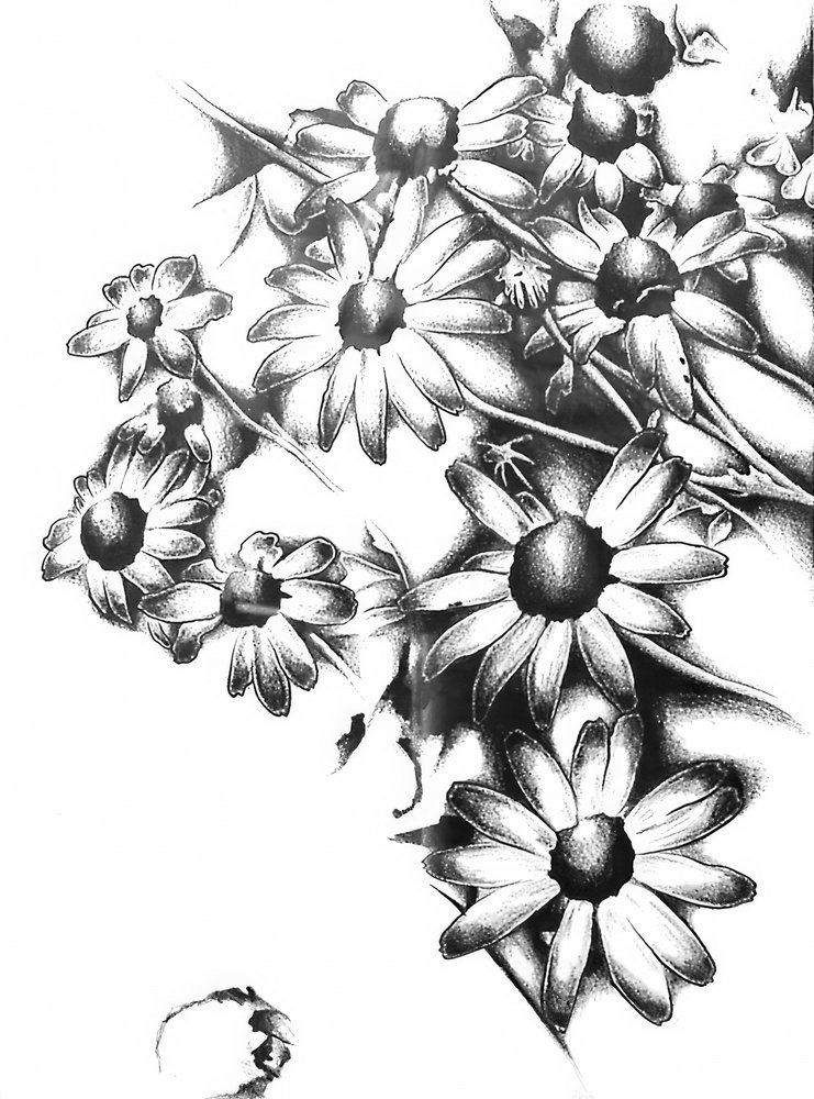 Schattierte Blumenblüte von Kulik