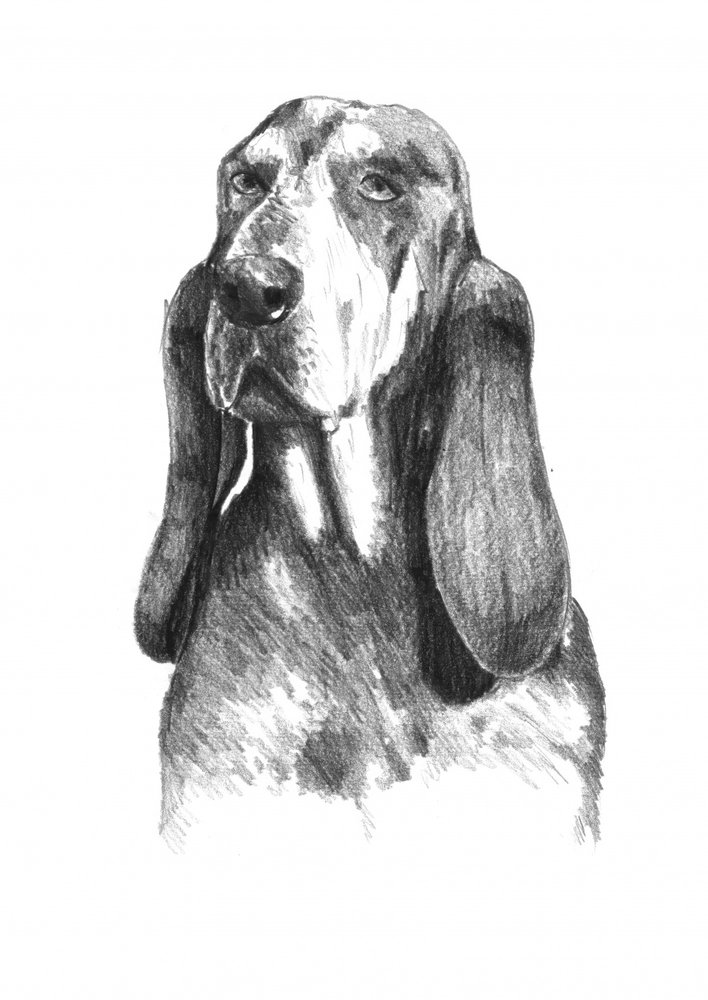 Seelenvoller Basset Hound von Kulik
