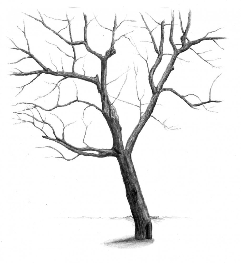 Kahler Winterbaum von Kulik