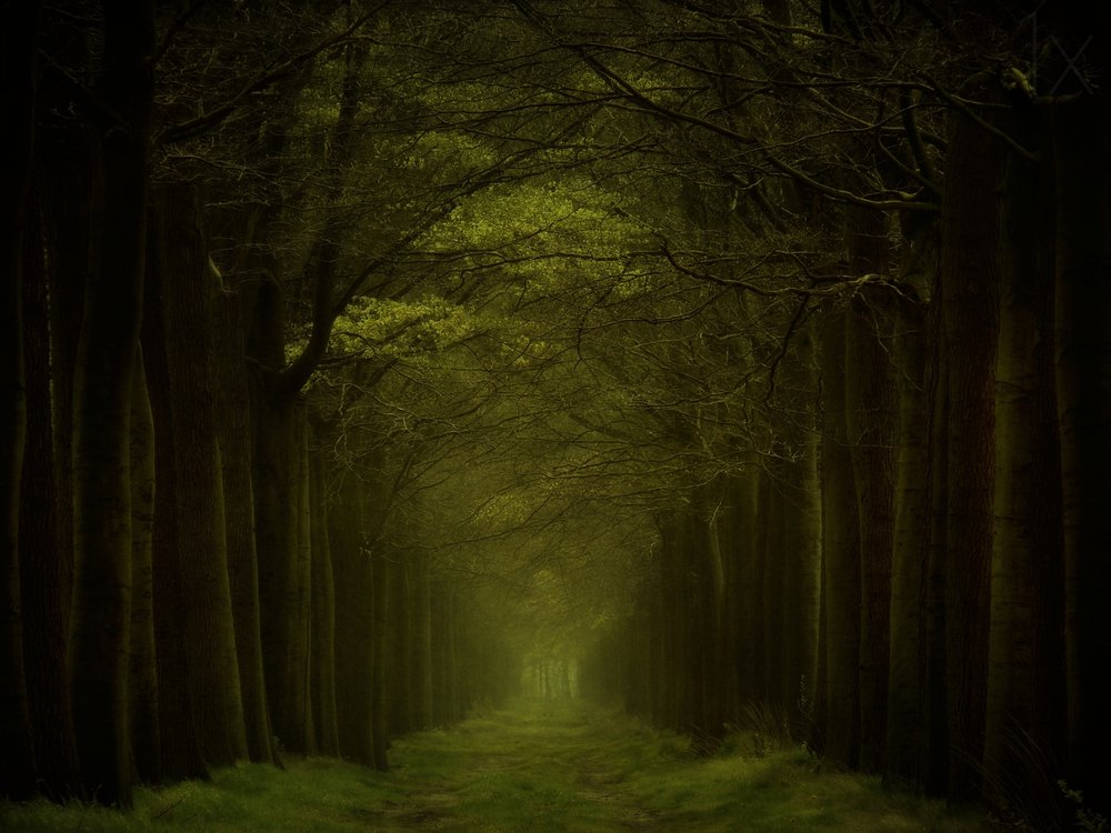 Dunkler Waldweg von Lars van de Goor †