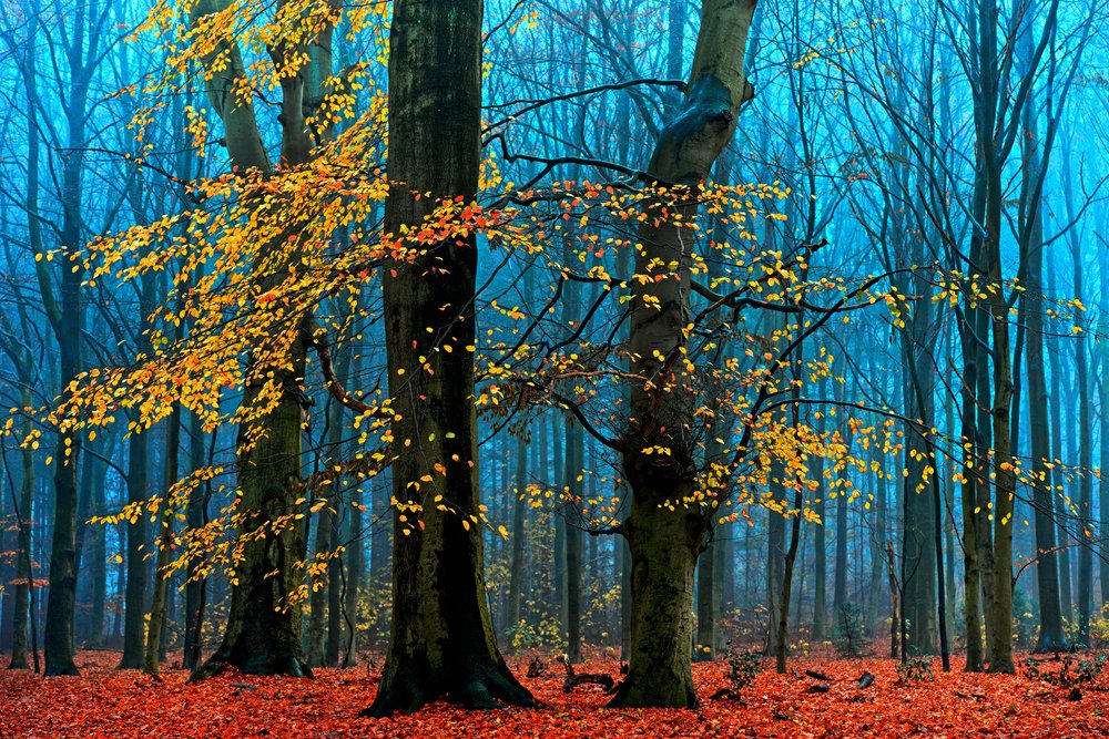 Nebliger Herbstwald von Lars van de Goor †