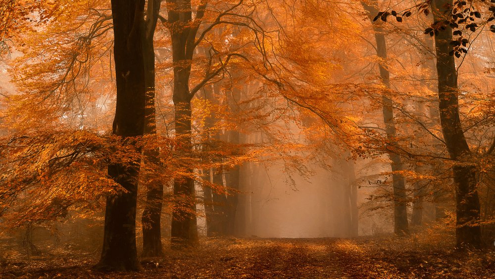 Nebliger Herbstwaldweg von Lars van de Goor †