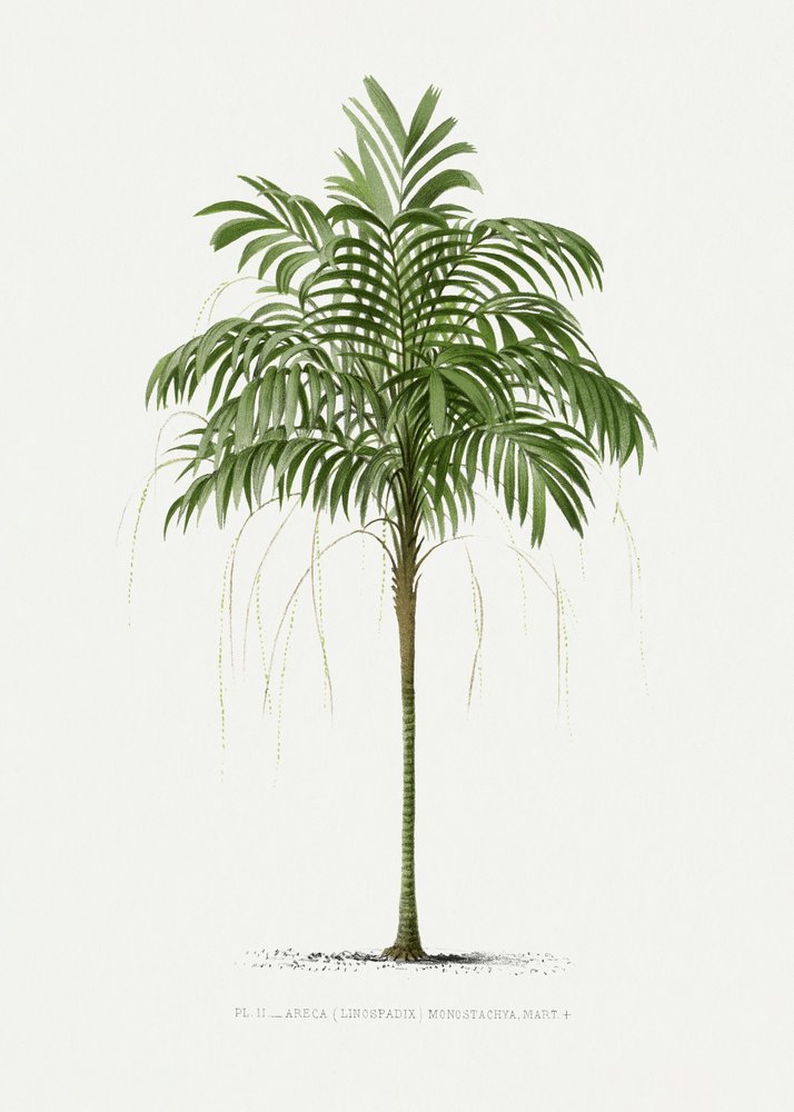 Ii Areca Monostachya von Les Palmiers Histoire Iconographique