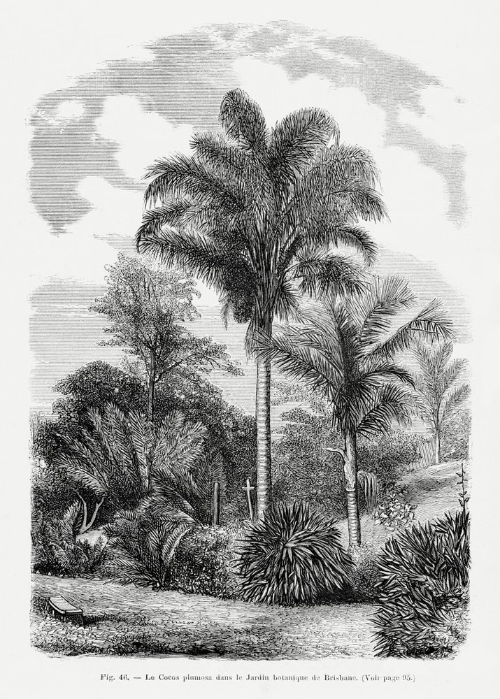 Vintage Palmenzeichnung Vi von Les Palmiers Histoire Iconographique