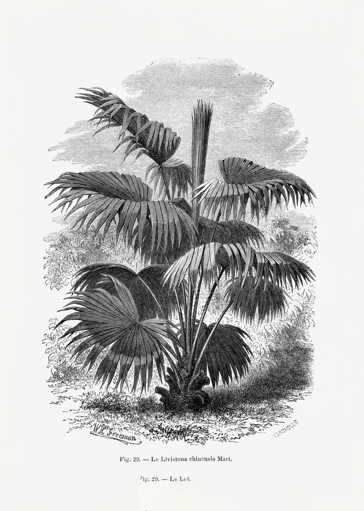 Vintage Palmenzeichnung Xii von Les Palmiers Histoire Iconographique