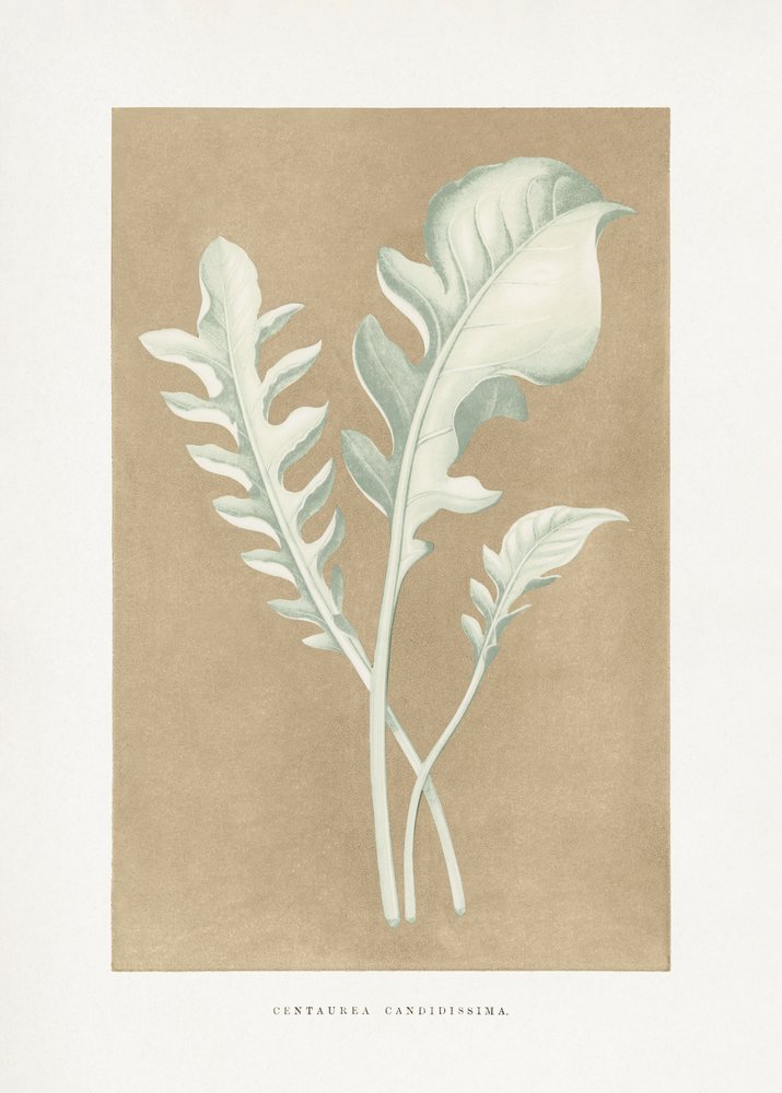Centaurea Candidissima Blatt Illustration von Les Plantes a Feuillage Colore
