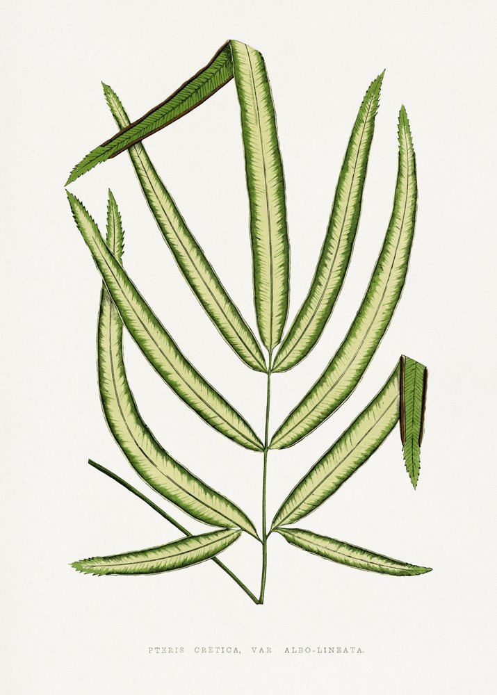 Pteris Cretica Blatt Illustration von Les Plantes a Feuillage Colore