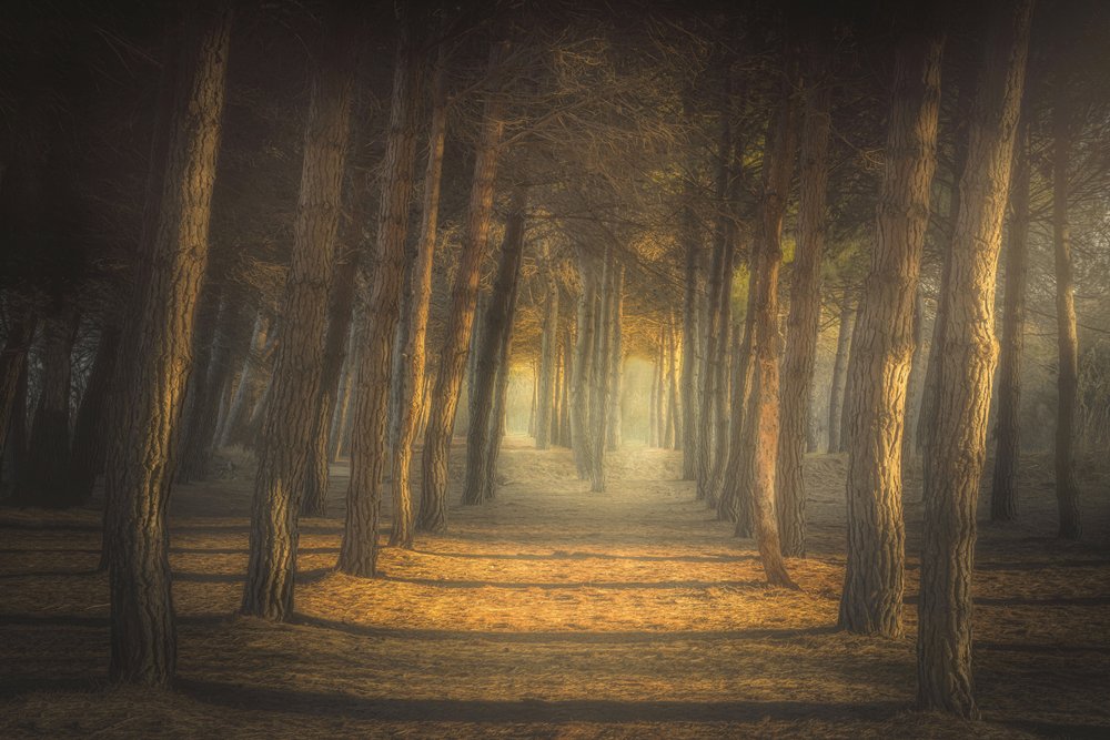 Goldener Waldweg von Ludovico Reale