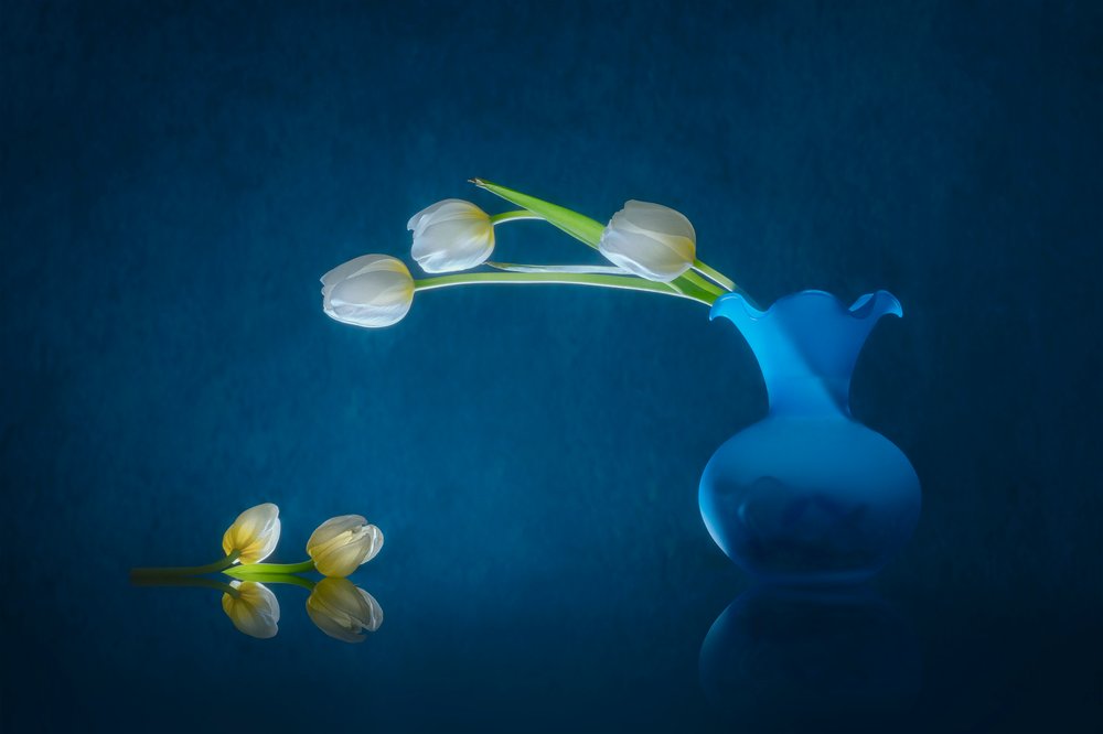Elegante weiße Tulpen von Lydia Jacobs