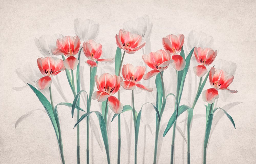 Ätherische Rosa Tulpen von Lydia Jacobs