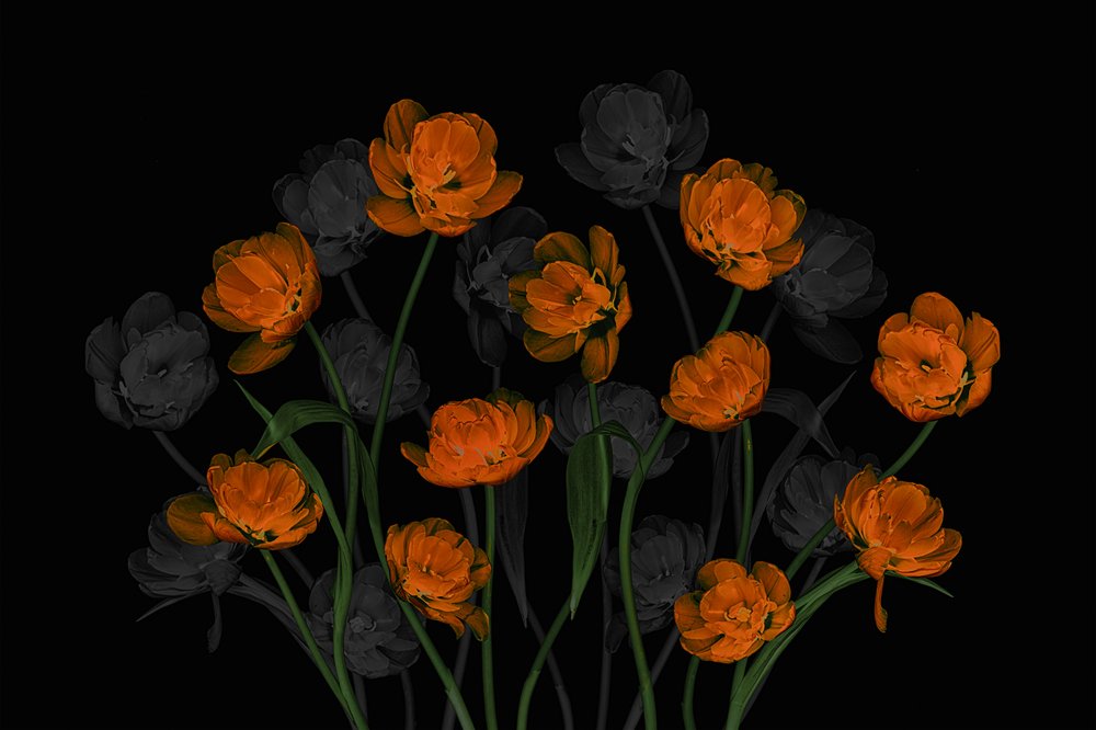 Leuchtende Orange Tulpen von Lydia Jacobs