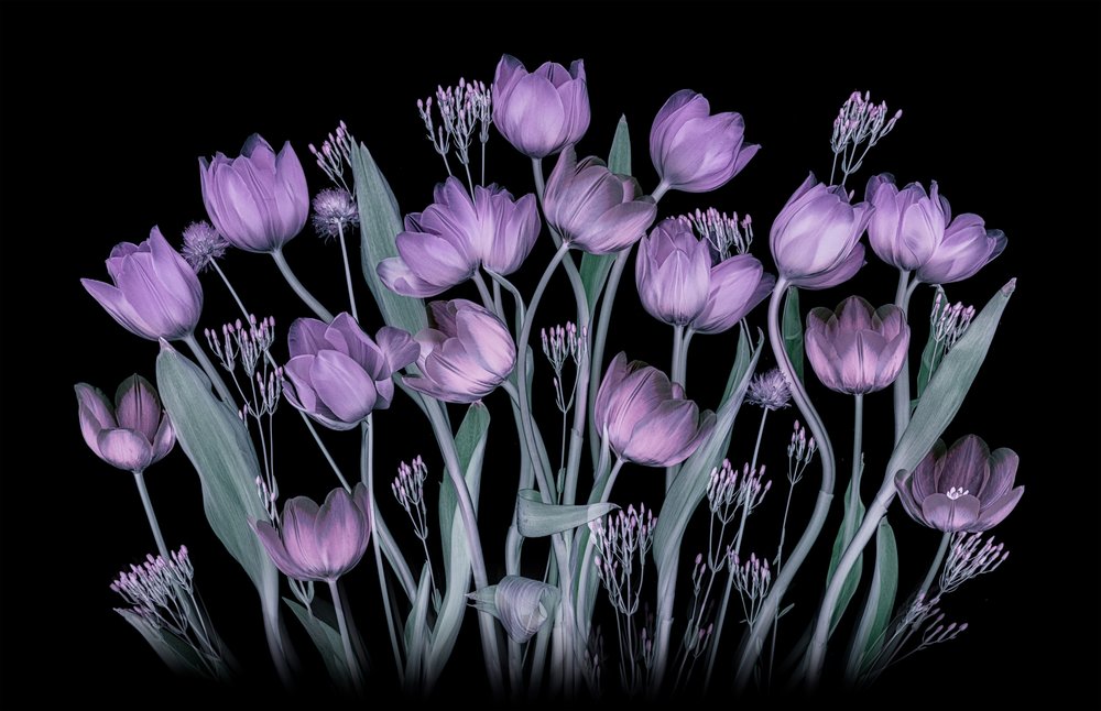 Leuchtende Lila Tulpen von Lydia Jacobs