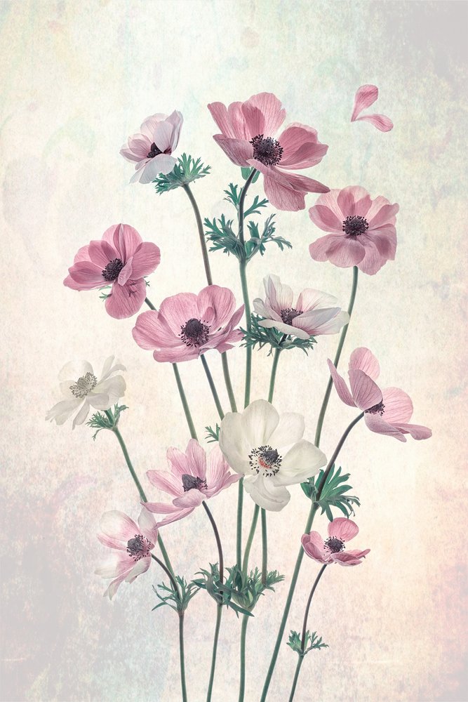 Hübsche tanzende Mohnblumen von Lydia Jacobs