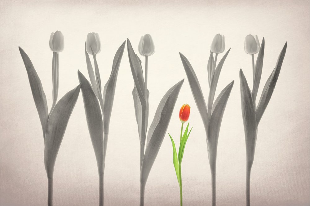 Rote Tulpe Sticht Heraus von Lydia Jacobs