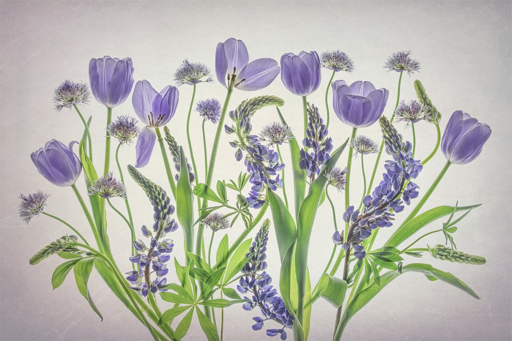 Weiche Violette Blüten von Lydia Jacobs