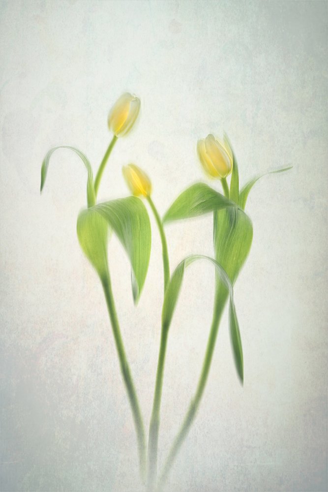 Sanfte Gelbe Tulpen von Lydia Jacobs