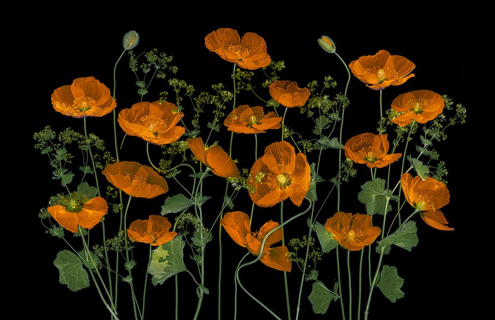 Lebendige orange Mohnblumen von Lydia Jacobs