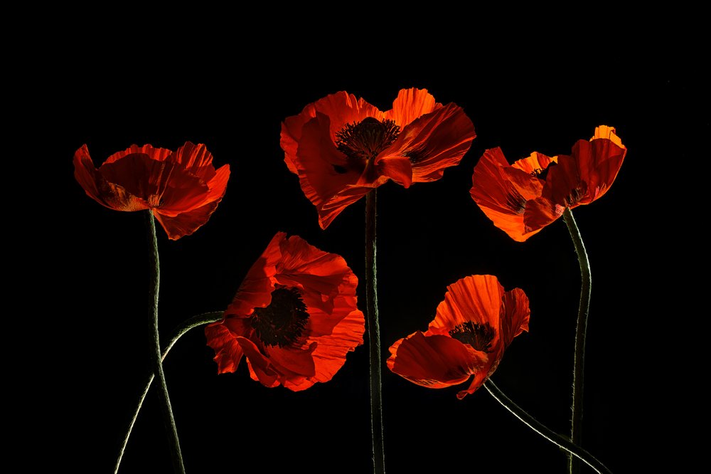 Lebendige Rote Mohnblumen von Lydia Jacobs
