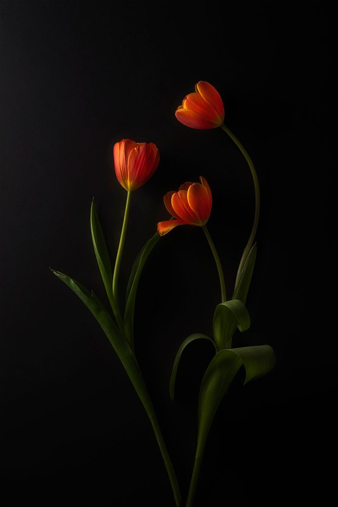 Lebendige Tulpen Dunkler Hintergrund von Lydia Jacobs