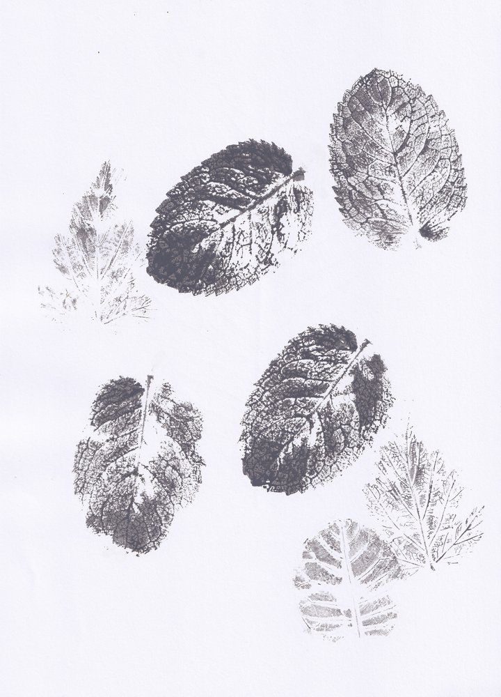 Minzblatt-Abdrücke von Maira Ribena