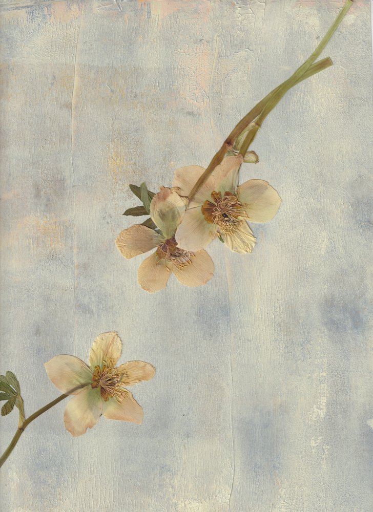 Blassblaue Botanicals von Maira Ribena
