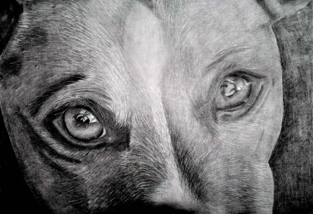 Seelenvoller Hundeblick von Marchelle de Kock