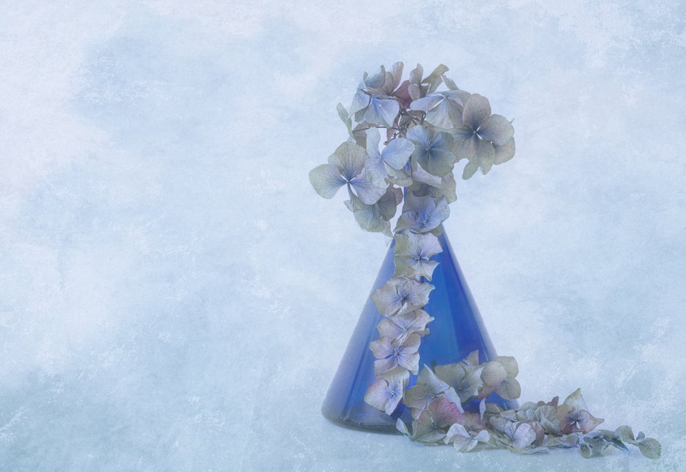 Blaue Hortensien Stillleben von Marie-anne Stas